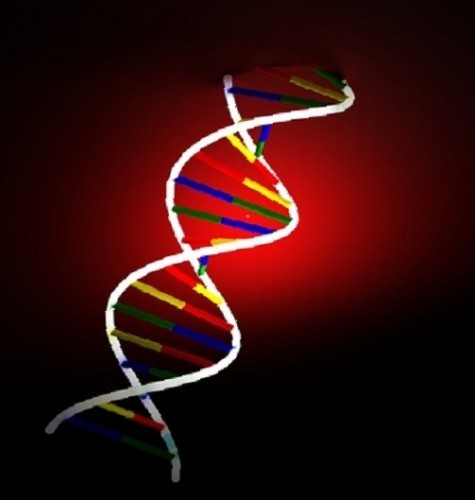 DNA sleep and genes