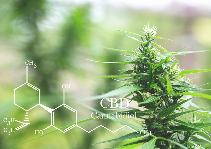 Chemistry of CBD with plant